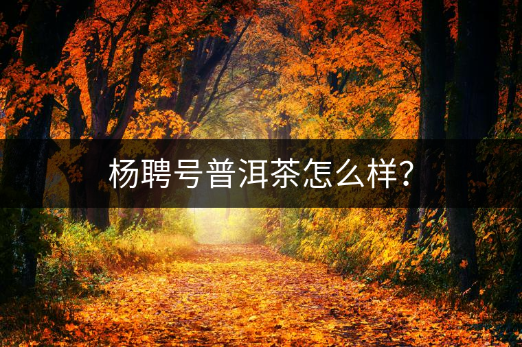 楊聘號(hào)普洱茶怎么樣？