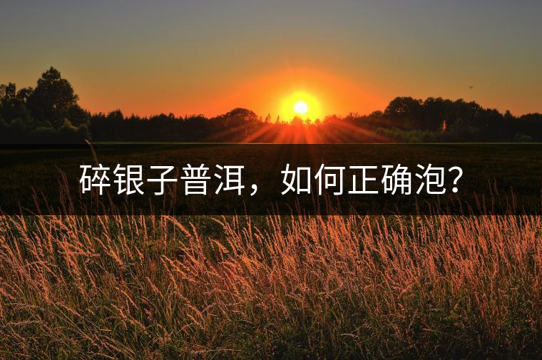 碎銀子普洱，如何正確泡？