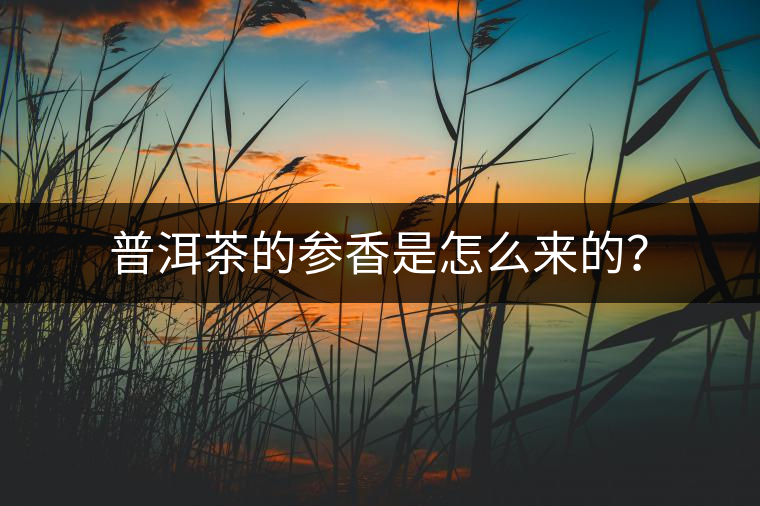 普洱茶的參香是怎么來的？