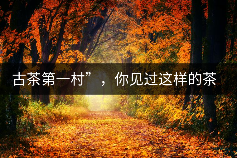 古茶第一村”，你見(jiàn)過(guò)這樣的茶樹(shù)嗎？