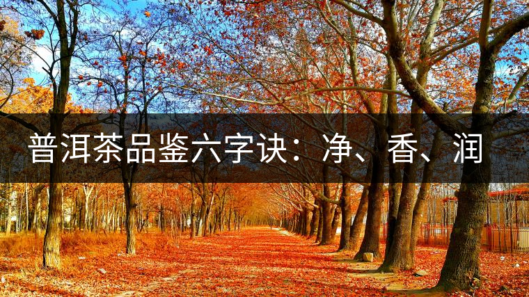 普洱茶品鑒六字訣：凈、香、潤(rùn)、厚、甘、甜，帶你體驗(yàn)普洱的魅力