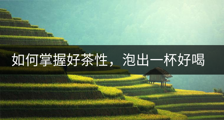 如何掌握好茶性，泡出一杯好喝的普洱熟茶？