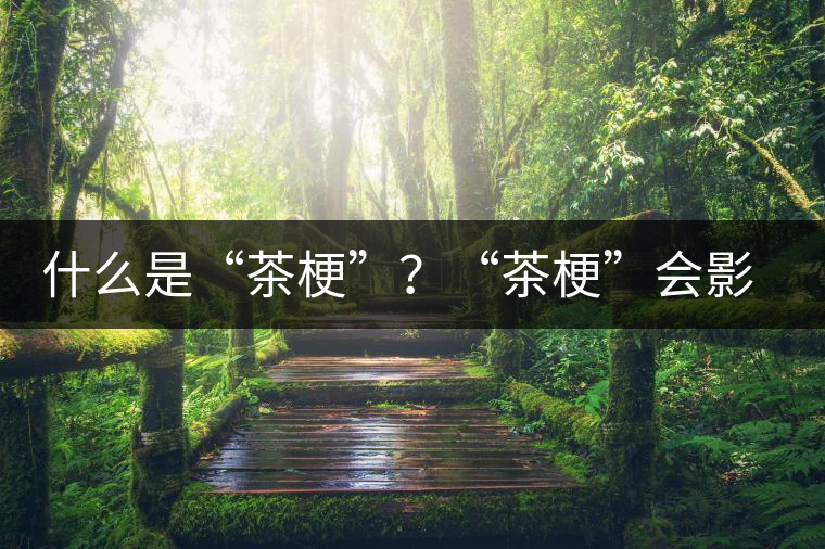 什么是“茶梗”？“茶?！睍?huì)影響普洱茶品質(zhì)？
