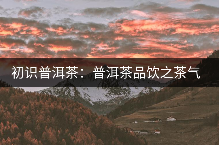 初識普洱茶：普洱茶品飲之茶氣體驗