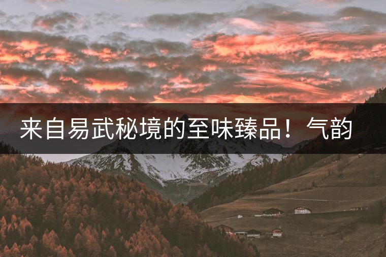 來自易武秘境的至味臻品！氣韻強(qiáng)勁，余韻深邃，一口喚醒你的味蕾~