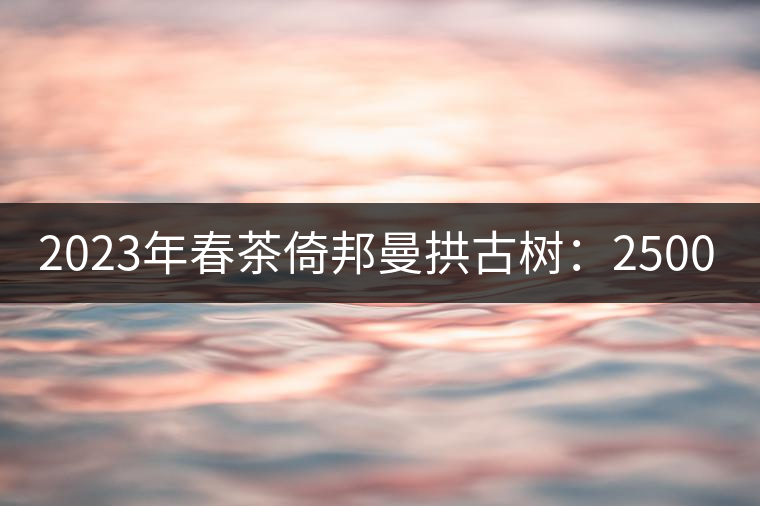 2023年春茶倚邦曼拱古樹：2500-3000元／公斤，貓耳朵6000元／公斤
