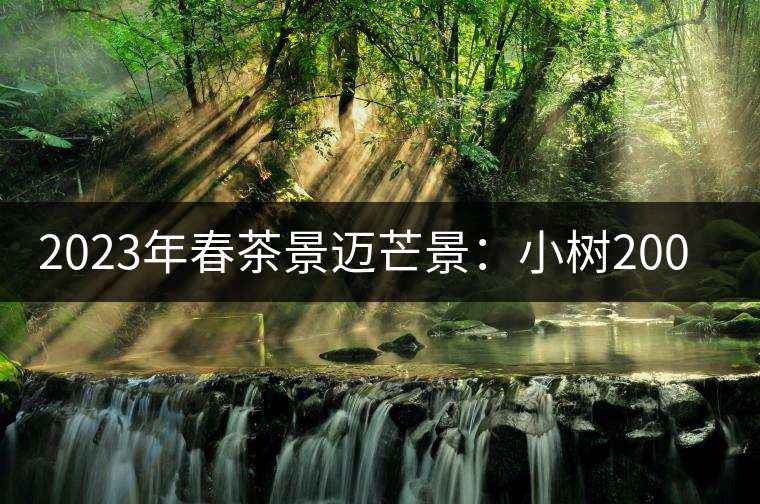 2023年春茶景邁芒景：小樹200元／公斤，古樹：600-800元／公斤