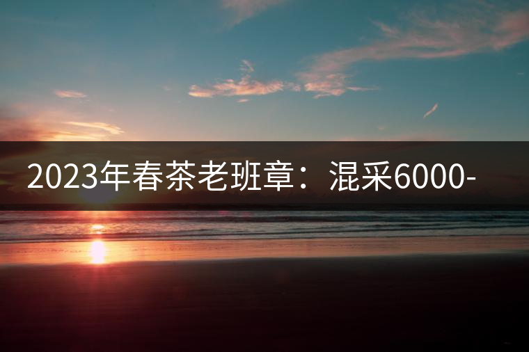 2023年春茶老班章：混采6000-8000元／公斤，挑采：12000元／公斤