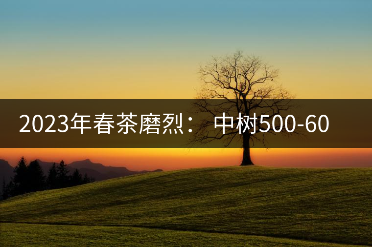 2023年春茶磨烈： 中樹500-600元／公斤，古樹混采：2200-2600元／公斤