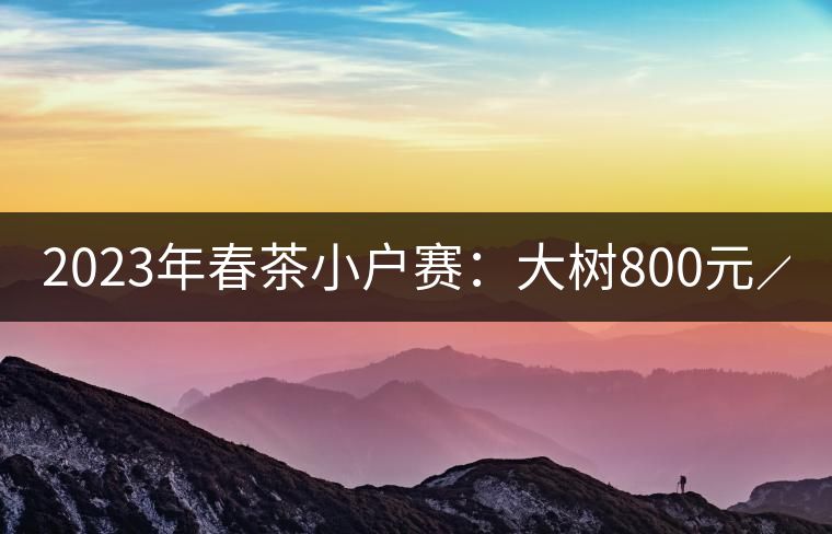 2023年春茶小戶賽：大樹800元／公斤，古樹1200-1300元／公斤