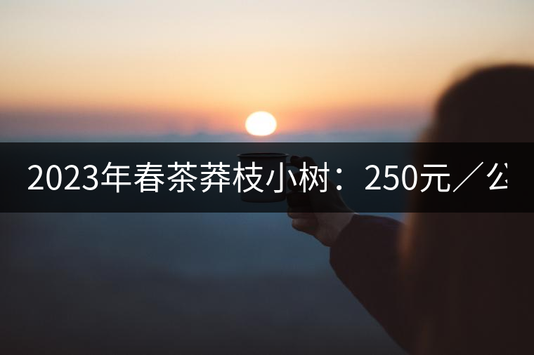 2023年春茶莽枝小樹：250元／公斤， 古樹：1000-1200元／公斤