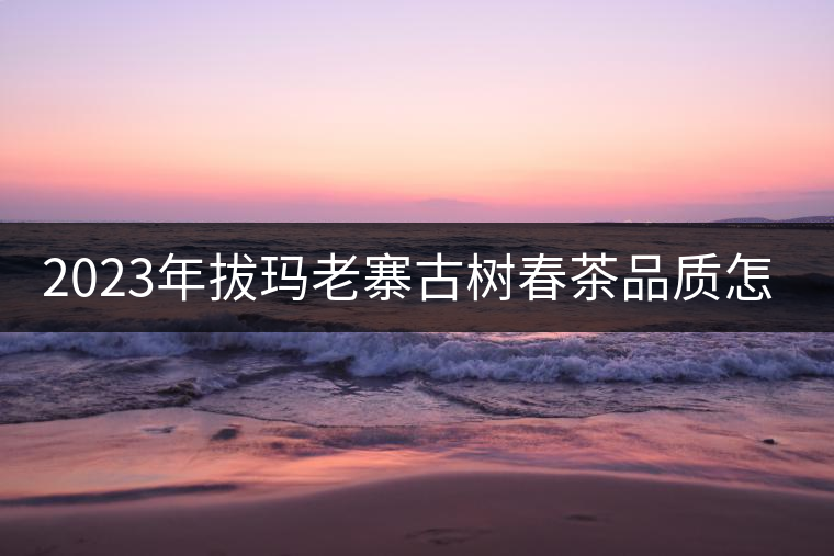 2023年拔瑪老寨古樹春茶品質(zhì)怎么樣？