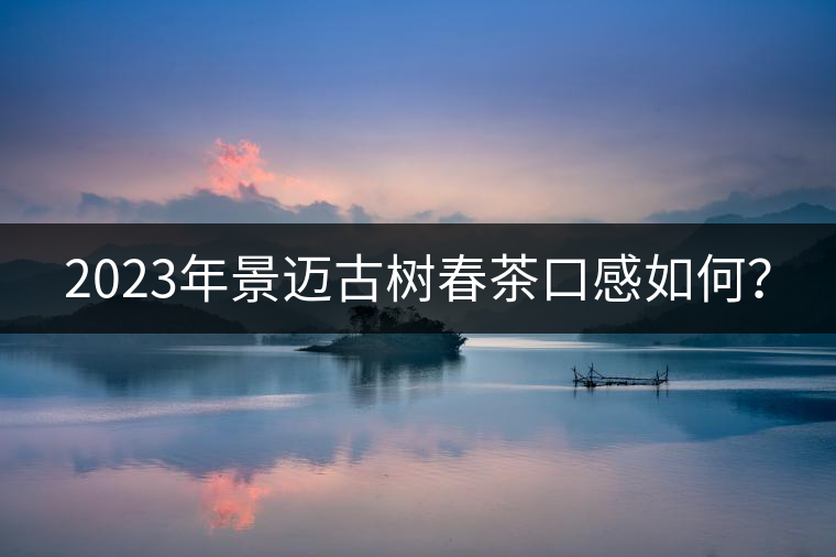 2023年景邁古樹春茶口感如何？