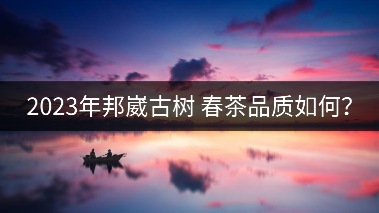 2023年邦崴古樹 春茶品質(zhì)如何？