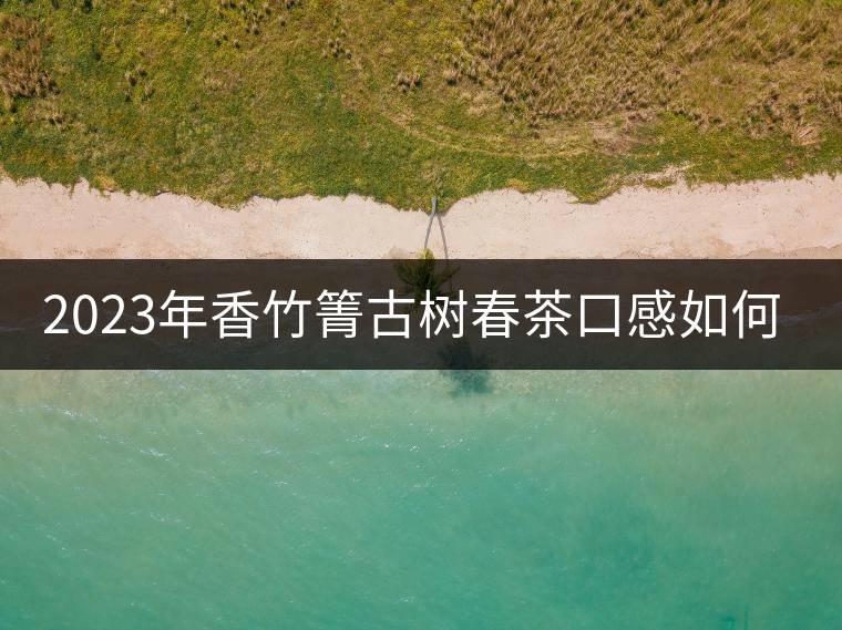 2023年香竹箐古樹春茶口感如何？