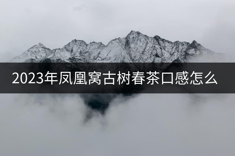 2023年鳳凰窩古樹春茶口感怎么樣？