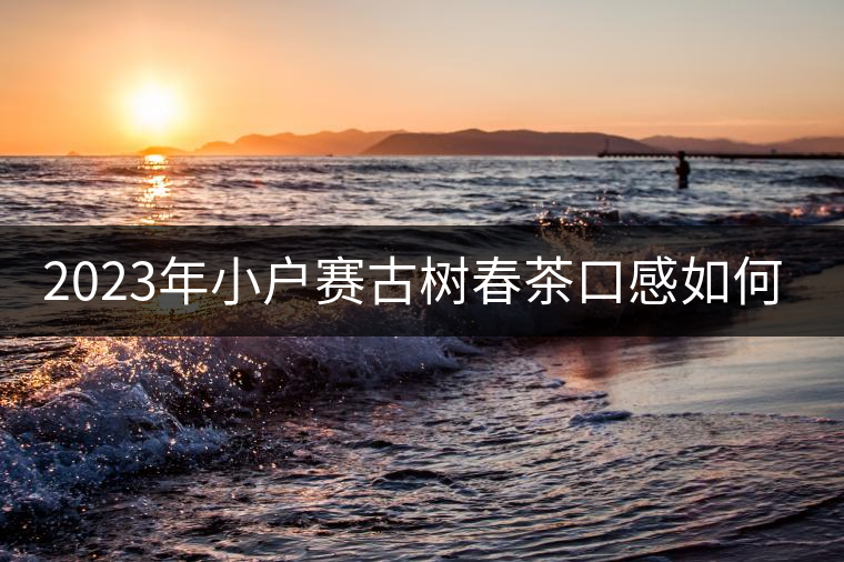 2023年小戶賽古樹(shù)春茶口感如何？