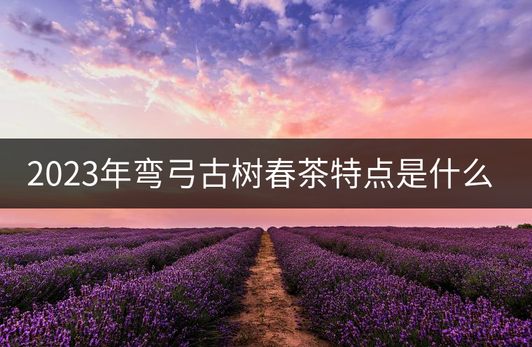 2023年彎弓古樹(shù)春茶特點(diǎn)是什么？