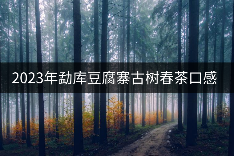 2023年勐庫(kù)豆腐寨古樹(shù)春茶口感怎么樣？