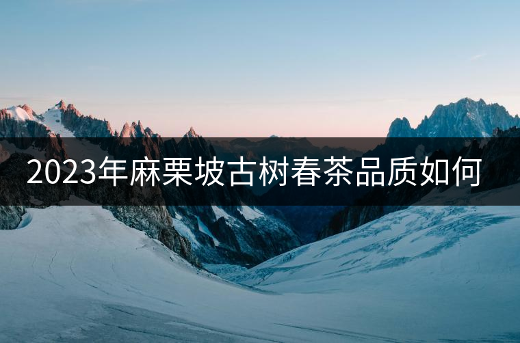 2023年麻栗坡古樹春茶品質(zhì)如何？