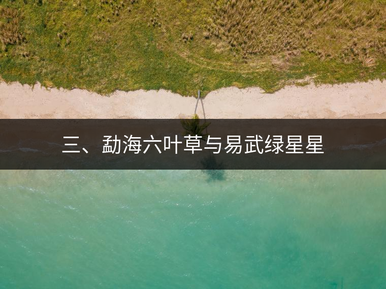 三、勐海六葉草與易武綠星星