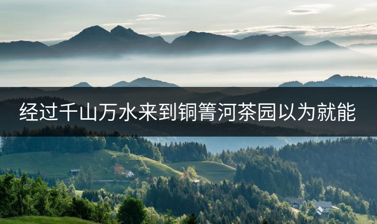 經(jīng)過千山萬水來到銅箐河茶園以為就能收到茶了？