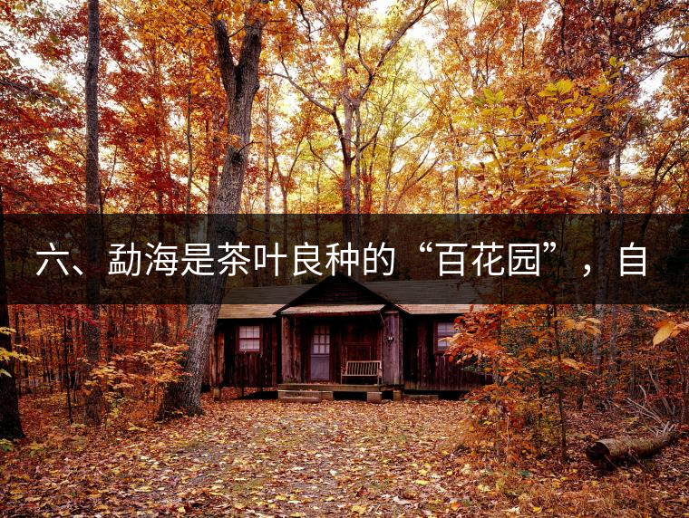 六、勐海是茶葉良種的“百花園”，自稱“第一縣”不足奇