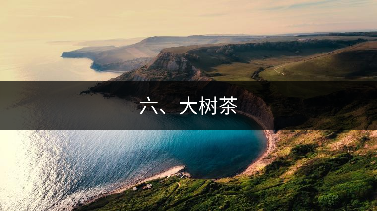 六、大樹茶