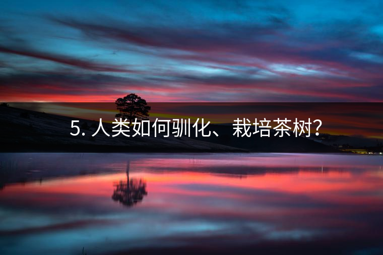??5. 人類如何馴化、栽培茶樹？