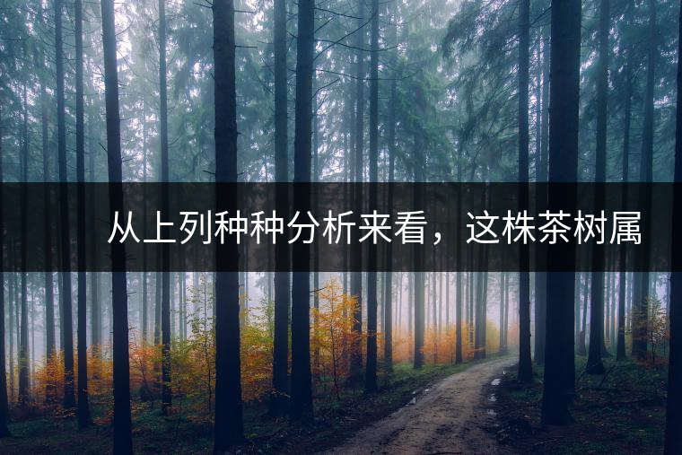 　　從上列種種分析來看，這株茶樹屬野生類型應(yīng)無疑問。