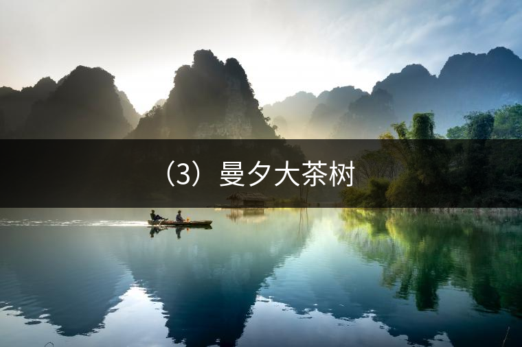 （3）曼夕大茶樹