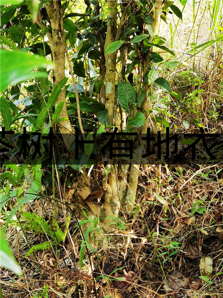 茶樹(shù)上有地衣或苔蘚是不是有害的？-1