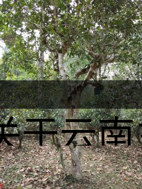 有關于云南主要茶產(chǎn)區(qū)（臨滄市）的介紹！