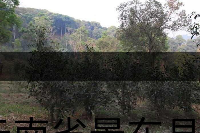 云南省景東縣茶業(yè)概況簡述（第一章）