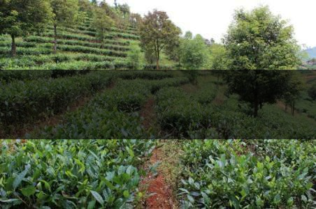 云南省思茅區(qū)茶業(yè)概況簡述(上篇) 云南省思茅區(qū)茶業(yè)概況簡述(上篇)