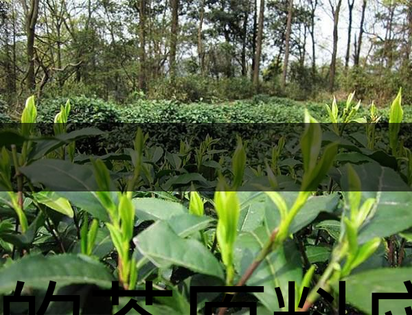 好的茶原料應(yīng)具備的幾個(gè)必要條件？