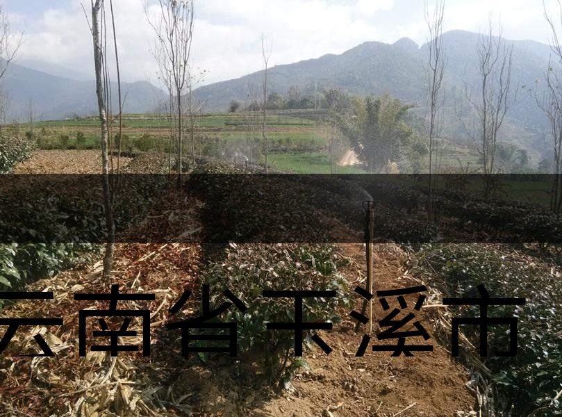 云南省玉溪市新平縣茶業(yè)概況簡(jiǎn)述 云南省玉溪市新平縣茶業(yè)概況簡(jiǎn)述