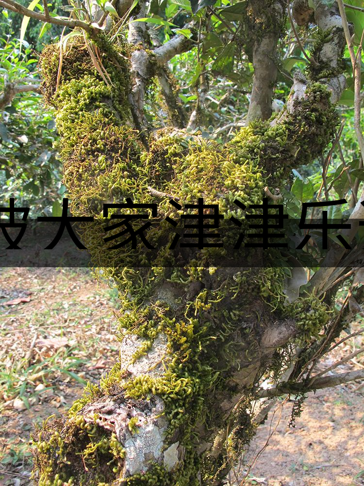 被大家津津樂(lè)道的森林茶，你知道是什么？-3-1