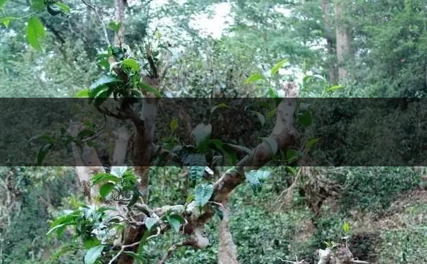 古樹(shù)茶（大樹(shù)茶）葉底特征辨別-2