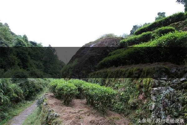 老楊說(shuō)茶：武夷尋茶之三：巖茶巖韻形成的四-3-1