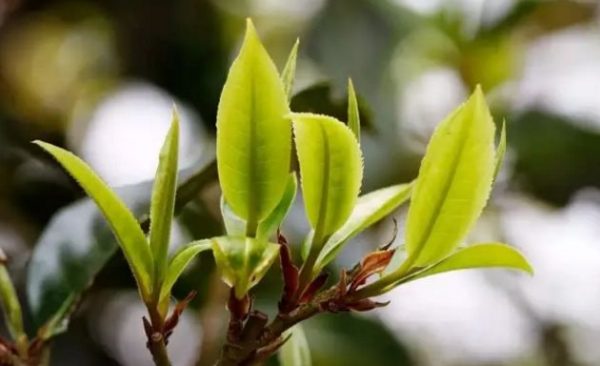 一杯刮風(fēng)寨，邂逅山野之韻