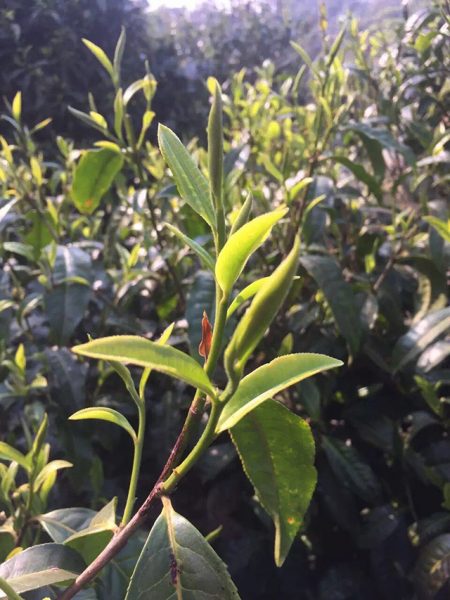 為什么古樹普洱春茶這么受追捧？