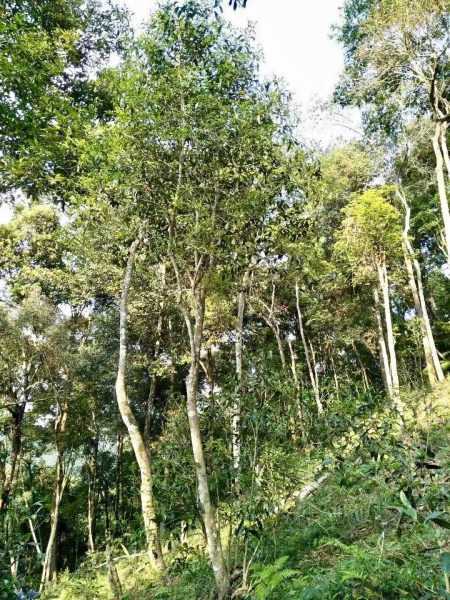 你喝不出來的“高桿古樹”或許就是一個(gè)偽概念、偽命題