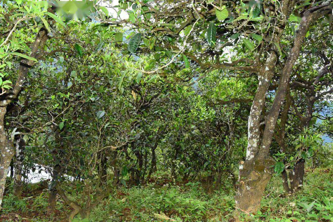 2021年磨烈古樹秋茶會是趕超冰島的存在嗎？