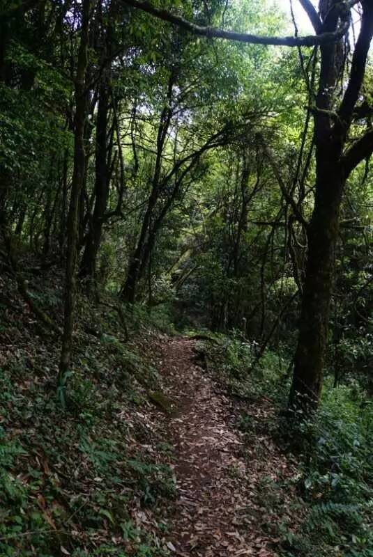 2021年大戶賽古樹秋茶價格是多少？