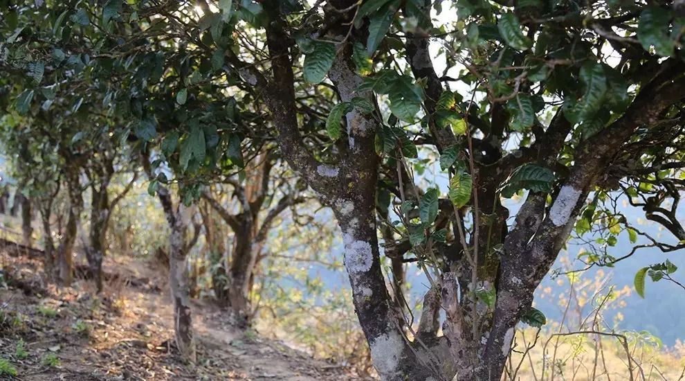 2021年大雪山古樹秋茶口感品鑒？