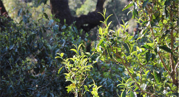 2021大雪山古樹秋茶香甜順滑！