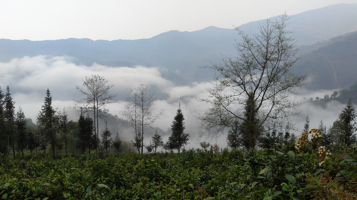 2021年大雪山古樹秋茶價(jià)格是多少？