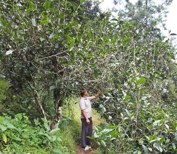 2021壩糯古樹秋茶藤條茶！不是樹種，而是這樣形成的！