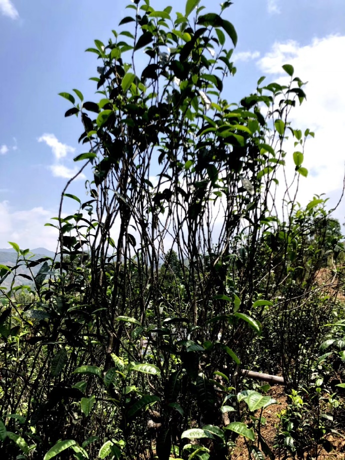 2021年壩糯古樹秋茶品鑒！